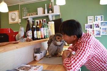 王さんとマレーモリフクロウのあんずちゃん