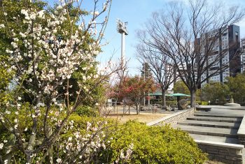 芦屋中央公園