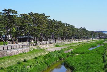 松並木と芦屋川