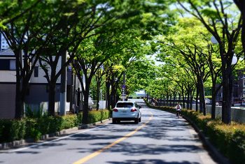 西蔵町、宮川沿いのケヤキ並木