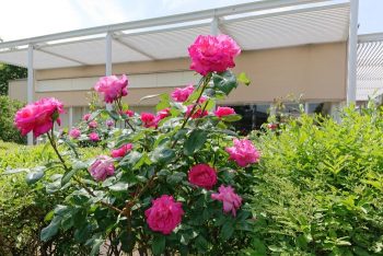 芦屋市総合公園のバラ