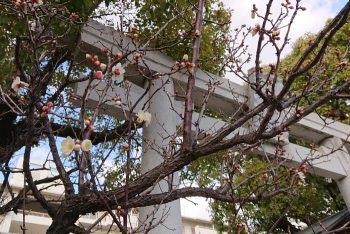 阿保天神社の梅