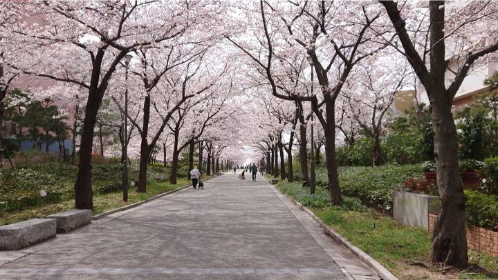 こんな近くにある桜のトンネル、知ってた？